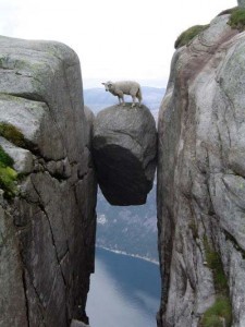 sheep on a rock