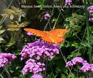 Definition of "shema"